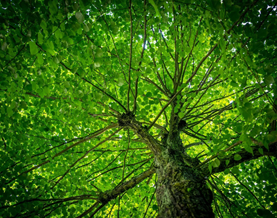 Green small